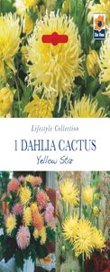 Dahlia Cactus Yellow Star 1 Bulb Pack