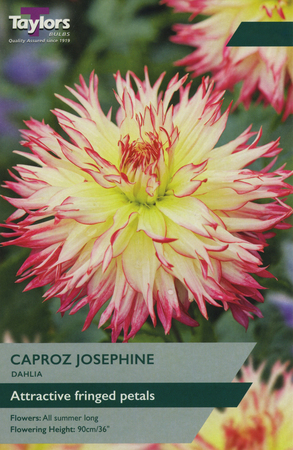 Dahlia Caproz Josephine 1 Bulb