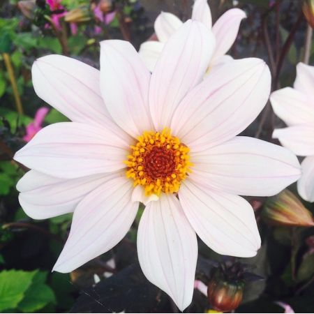 Dahlia Dark Leaved Bishop Of Dover