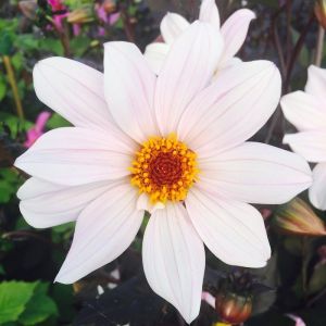 Dahlia Dark Leaved Bishop Of Dover