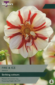 Dahlia Fire & Ice 1 Bulb Pack