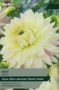 Dahlia Kiev 1 Bulb Pack