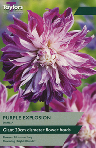 Dahlia Purple Explosion 1 Bulb Pack
