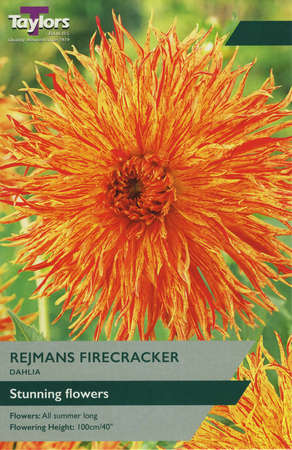Dahlia Rejmans Firecracker 1 Bulb Pack