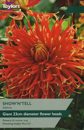 Dahlia Show 'N' Tell 1 Bulb Pack