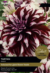 Dahlia Tartan 2 Bulb Pack