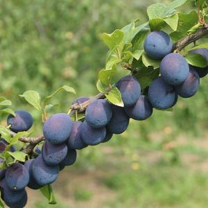 Damson Merryweather Sja Half Standard