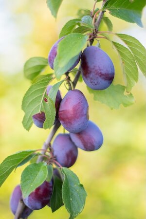 Damson Merryweather Sja Half Standard