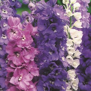 Delphinium Magic Fountains Mix Hp- Kings Seeds