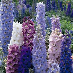 Delphinium Pacific Giant Mix- Kings Seeds