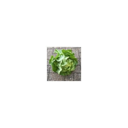 Lettuce Analena Kings Seeds