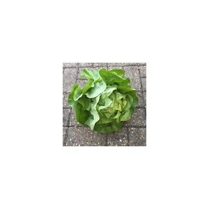 Lettuce Analena Kings Seeds