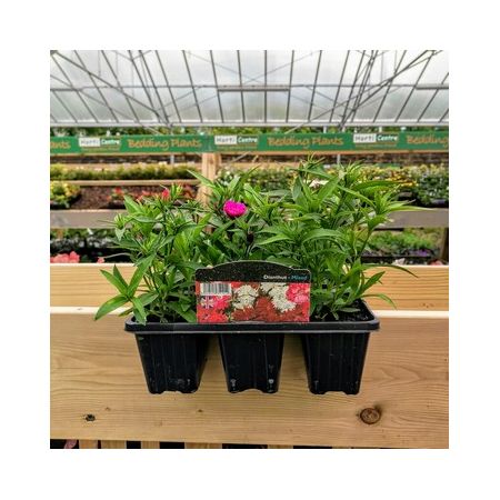 Dianthus (Bedding) 6 Pack - Our Selection