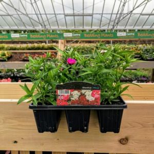 Dianthus (Bedding) 6 Pack - Our Selection