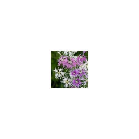 Dianthus Hybridus Rainbow Loveliness- Kings Seeds