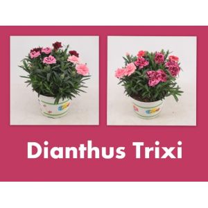 Dianthus Mix Trio P15 Pot