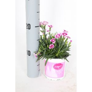 Dianthus Pink Kisses P9 Pot