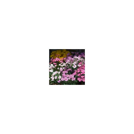 Dianthus Sweetness Mixed- Kings Seeds