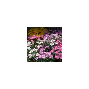 Dianthus Sweetness Mixed- Kings Seeds