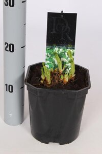 Dicentra Spectabilis White 1.5 Ltr