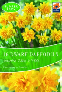 Dwarf Daffodils - Double Tete a Tete - 16 Bulb Pack