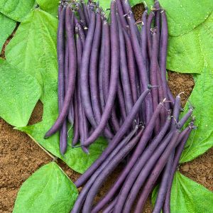 Dwarf French Bean Amethyst Kings Seeds