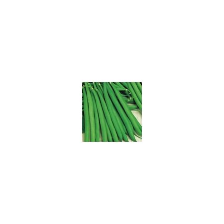 Dwarf French Bean Annabel Kings Seeds