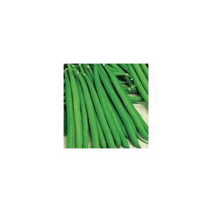 Dwarf French Bean Annabel Kings Seeds