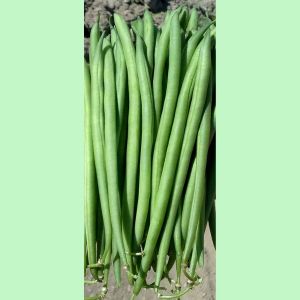 Dwarf French Bean Faraday Kings Seeds