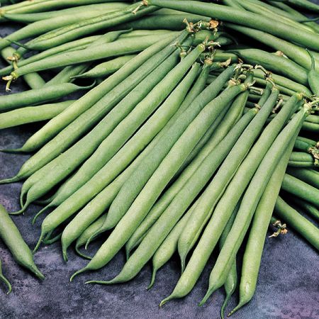 Dwarf French Bean - Safari - Kings Seed Pack