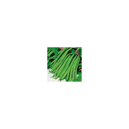 Dwarf French Bean Tendergreen Kings Seeds