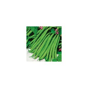 Dwarf French Bean Tendergreen Kings Seeds