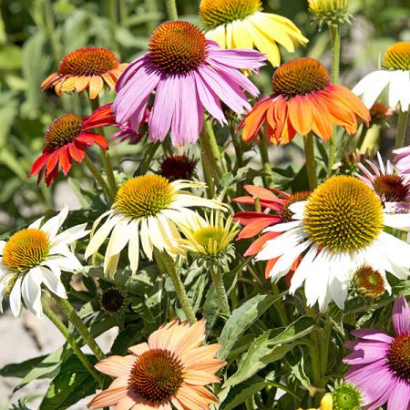 Echinacea Paradiso Dwarf Mixed- Kings Seeds