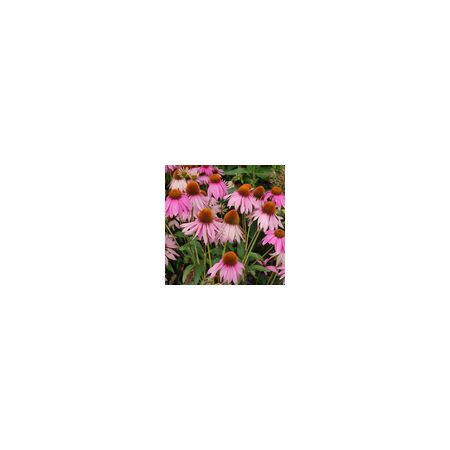 Echinacea Purpurea Purple Coneflower- Kings Seeds