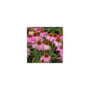 Echinacea Purpurea Purple Coneflower- Kings Seeds