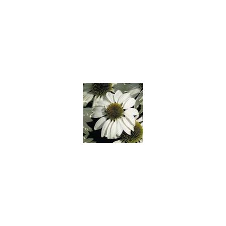 Echinacea White Swan Primadonna- Kings Seeds