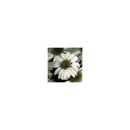 Echinacea White Swan Primadonna- Kings Seeds