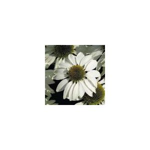 Echinacea White Swan Primadonna- Kings Seeds