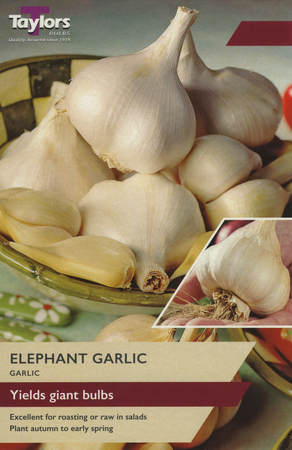 Elephant Garlic 2 Cloves