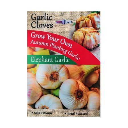 Elephant Garlic 4 Cloves