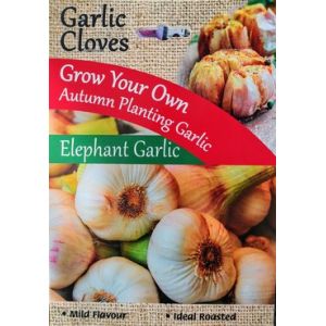 Elephant Garlic 4 Cloves