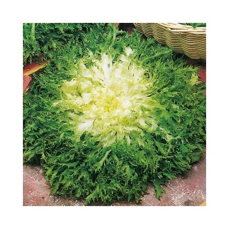 Endive Pancalieri Kings Seeds