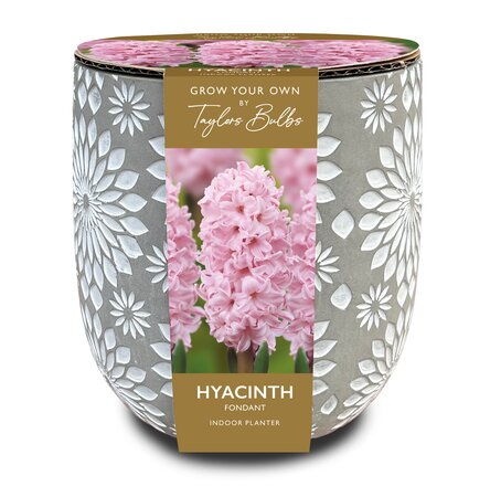 Engraved Stone Hyacinth Gift Pot