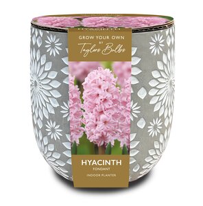 Engraved Stone Hyacinth Gift Pot