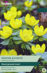 Eranthis - Cilicica Winter Aconite - 8 Bulb Pack
