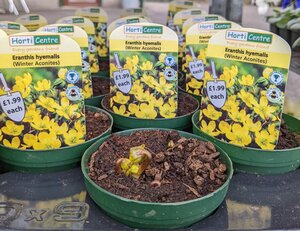 Eranthis Hyemalis (Winter Aconite) 9 Cm Pot