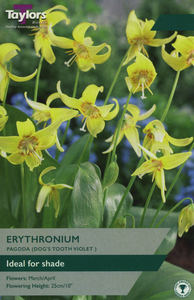 Erythronium - Pagoda - 2 Bulb Pack