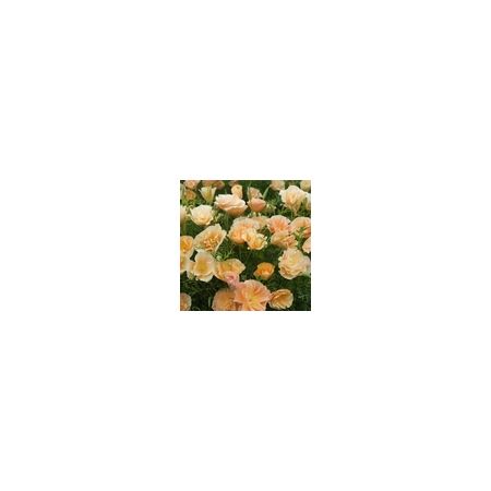 Eschscholtzia Peach Sorbet (Californian Poppy)- Kings Seeds