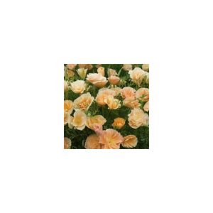 Eschscholtzia Peach Sorbet (Californian Poppy)- Kings Seeds