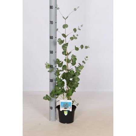 Eucalyptus gunnii P17 Pot c.50/60cm